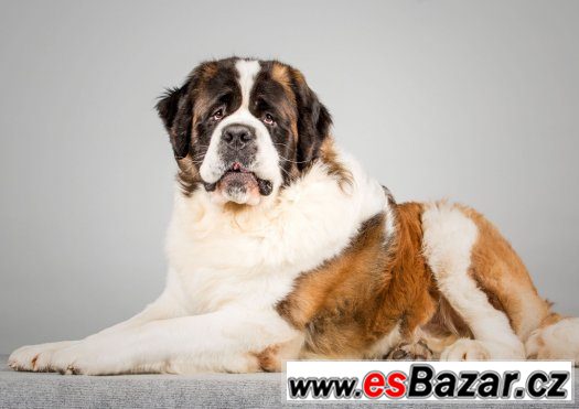 Štěňátka Bernardýna – fotografie 2