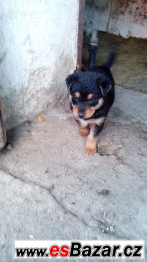 Německý ovčák+Beauceron – fotografie 4
