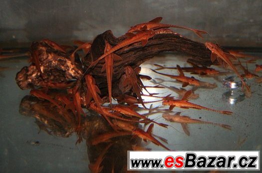 Red Lizard Cat – fotografie 1