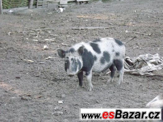 2 bachyně v březí – fotografie 4