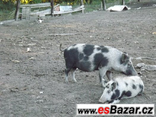 2 bachyně v březí – fotografie 5