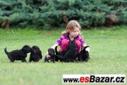 Prodám štěňátka hovawartů s PP – fotografie 1