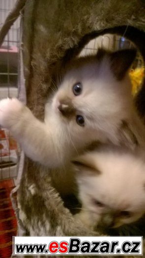 Rezervace koťátek Ragdoll s PP – fotografie 3