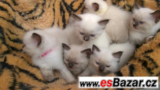 Rezervace koťátek Ragdoll s PP – fotografie 4