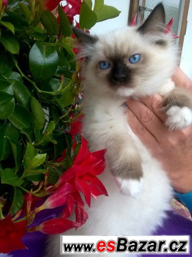 Prodej RAGDOLL KOŤÁTEK  s PP – fotografie 1