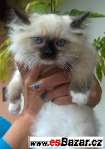 Prodej RAGDOLL KOŤÁTEK  s PP – fotografie 2