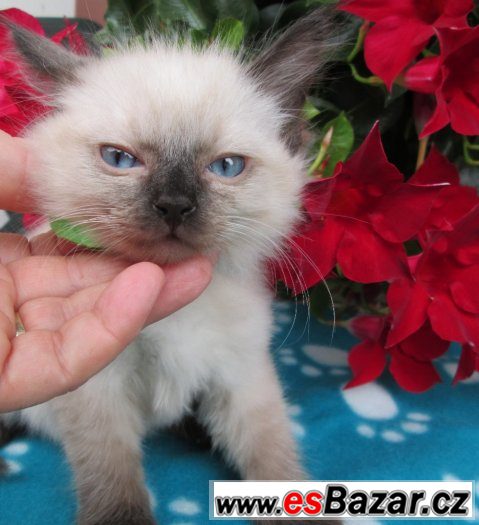 Prodej RAGDOLL KOŤÁTEK  s PP – fotografie 3