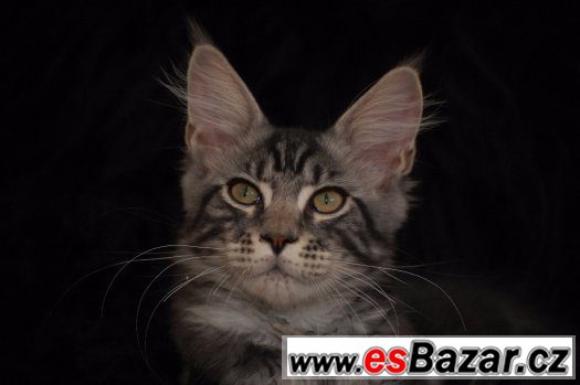 Mainský mývalí kocourek s PP – fotografie 3