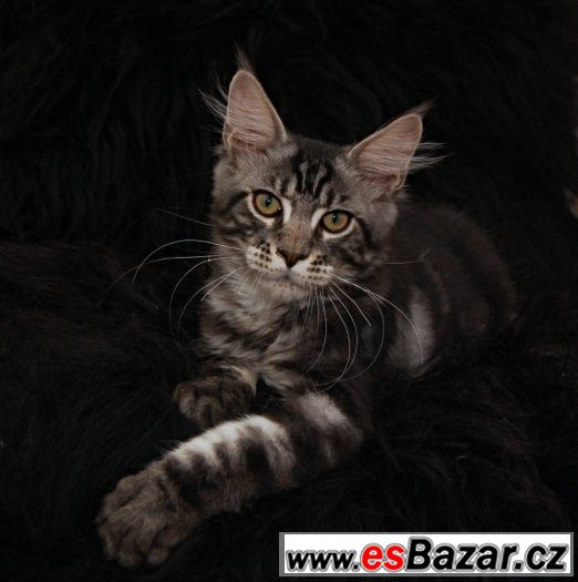 Mainský mývalí kocourek s PP – fotografie 4