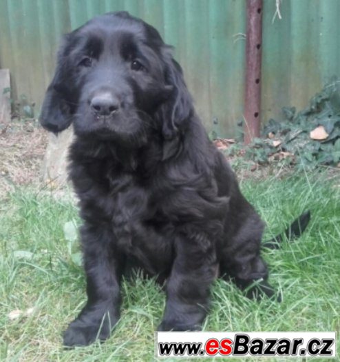 Prodám štěně Flat coated retriever – fotografie 1