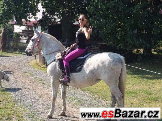 Starokladrubská klisna – fotografie 2