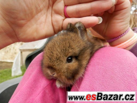 Zakrslý králík, králíček teddy – fotografie 2
