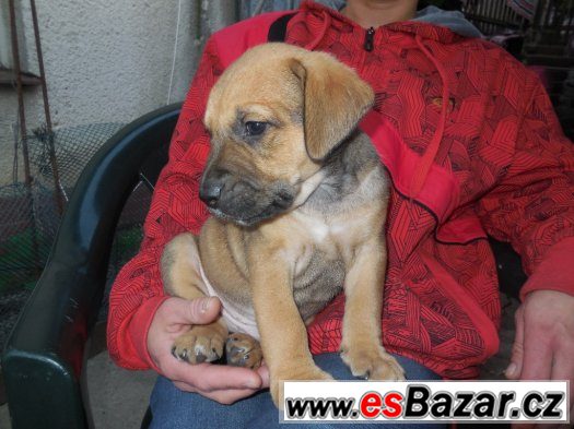 Štěnátka matka labradoský retrívr otec staford terier – fotografie 5