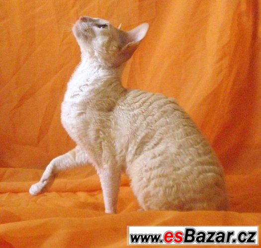 Cornish rex – fotografie 2