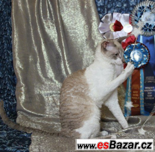 Cornish rex – fotografie 4