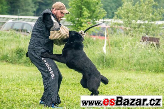 štěně Německého ovčáka s PP – fotografie 3