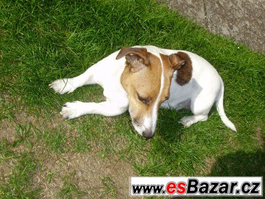 Jack Russel teriér- štěňata – fotografie 2
