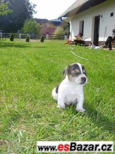 Jack Russel teriér- štěňata – fotografie 4