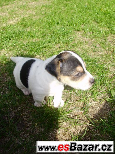 Jack Russel teriér- štěňata – fotografie 5
