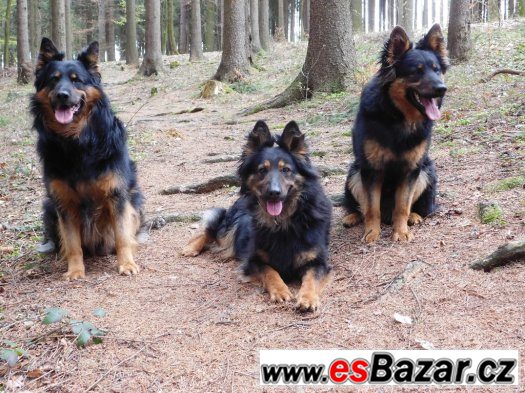 Chodský pes s PP - štěňátka - POSLEDNÍ VOLNÝ PEJSEK – fotografie 1