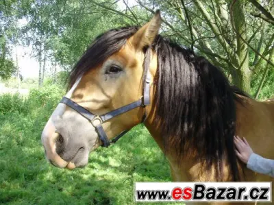 CHladnokrevná klisna