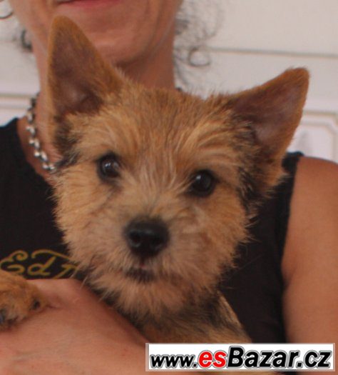 Norwich terrier s PP - fenka – fotografie 1