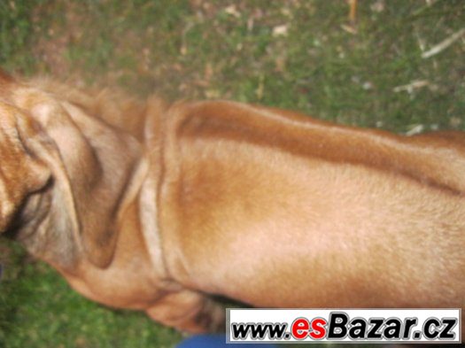 rhodézský ridgeback – fotografie 4