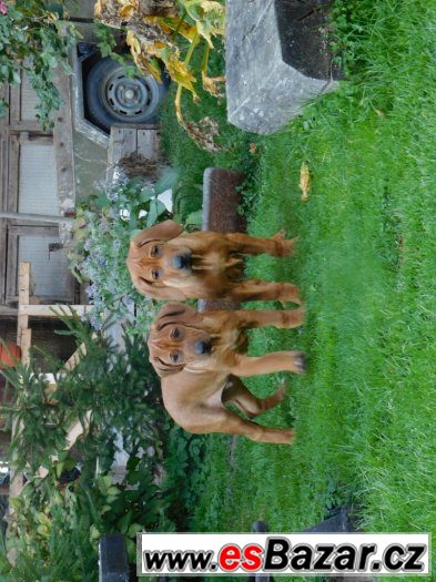 rhodézský ridgeback – fotografie 1