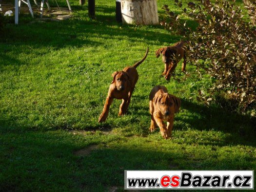 rhodézský ridgeback – fotografie 5