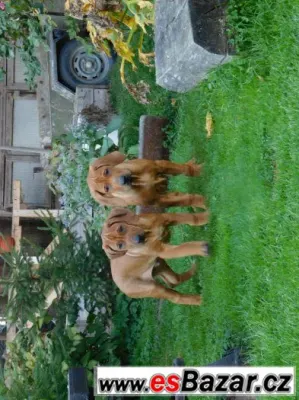 rhodézský ridgeback