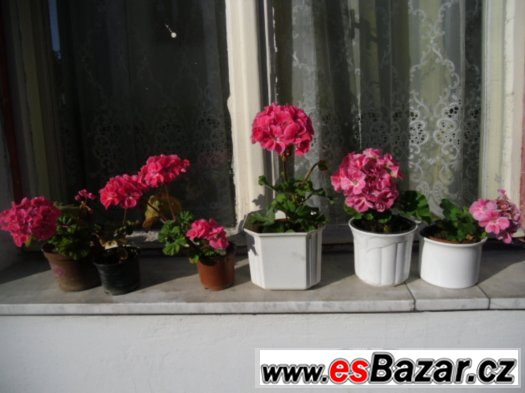 levné sazenice po 10,-kč/kus. Na živé ploty. – fotografie 2