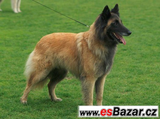 Belgický ovčák - Groenendael & Tervueren - štěňata – fotografie 4