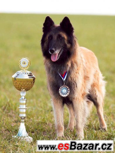 Belgický ovčák - pejsek Groenendael – fotografie 5