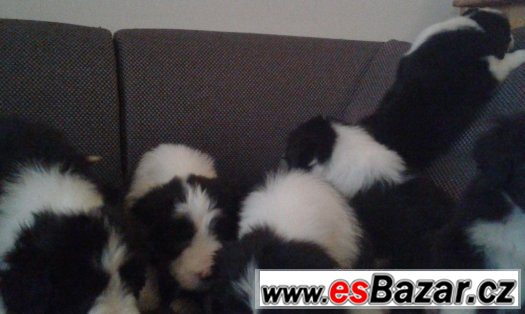 Bearded kolie – fotografie 1