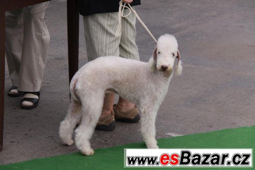Bedlington terier štěňata s PP – fotografie 3