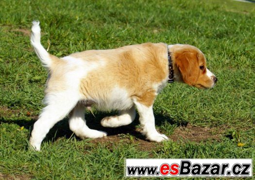 Bretaňský ohař - Epagneul breton s PP – fotografie 5