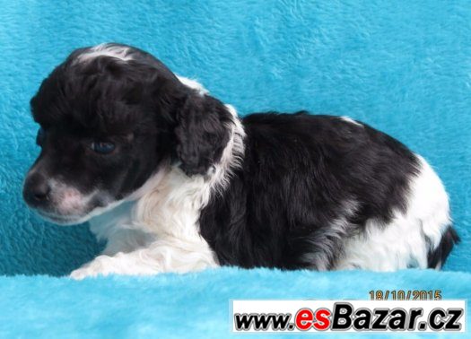 Pudl toy/trpasličí s PP - pejsek Hobby Tiny Harlekin – fotografie 2