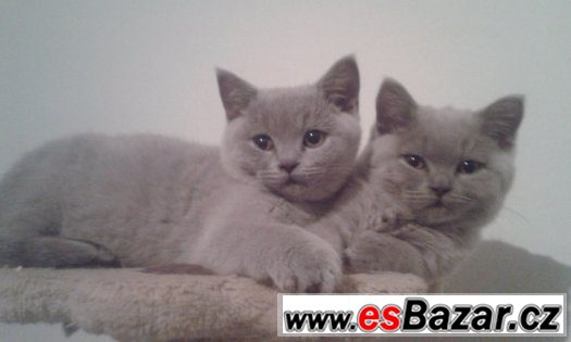 Britská krémová koťata – fotografie 1