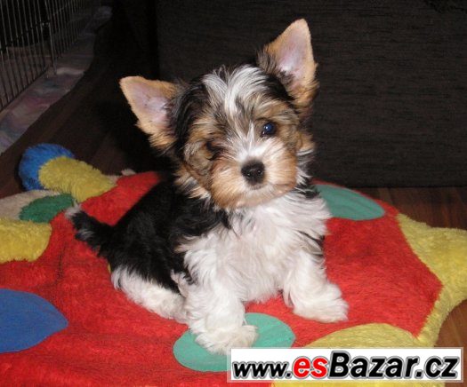 Jorkšírský terrier biewer s PP – fotografie 2