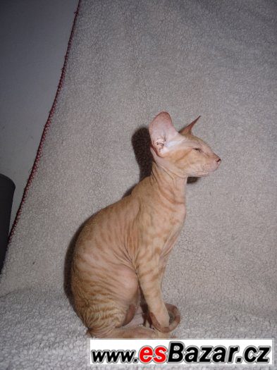 SPHYNX (DON SPHYNX) BEZ PP – fotografie 2