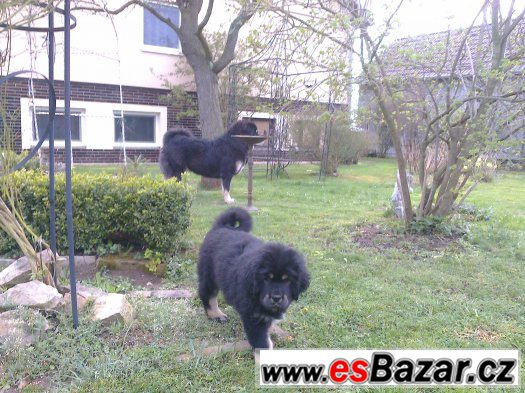 tibetská doga - štěňata s PP – fotografie 4