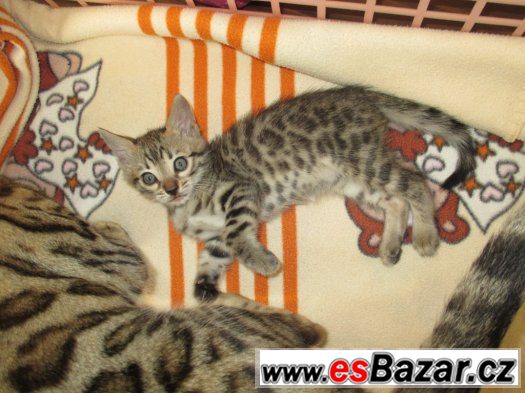 bengalske kote – fotografie 1