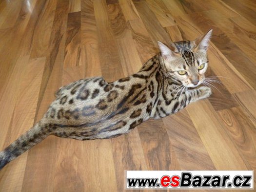 bengalske kote – fotografie 2