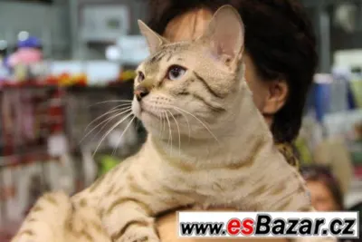 bengalske kote