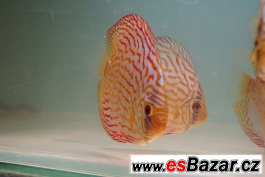 Discus-red tyrkys-mladí terčovci, dospělé-levně – fotografie 2