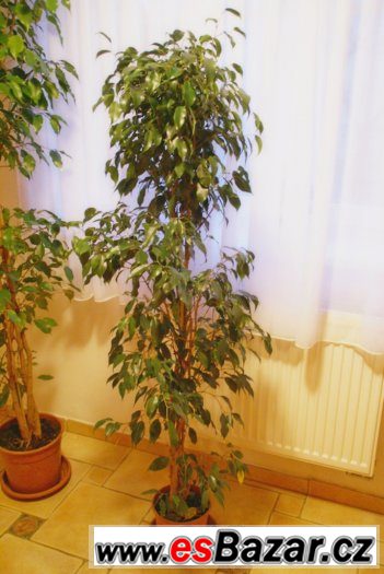 Krásný živý fikus benjamina 1,7m, ficus zelený - levně – fotografie 1