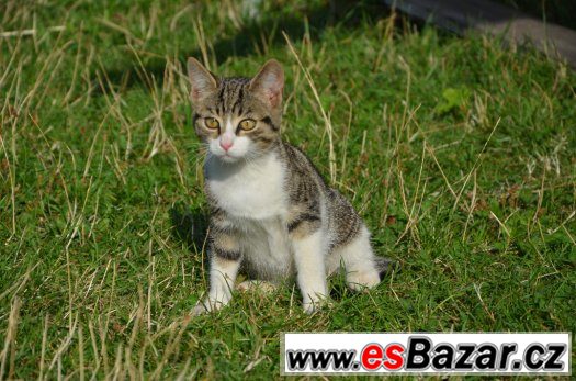 Mourek s bílým bříškem – fotografie 2