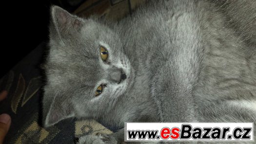 Britská kočička – fotografie 3