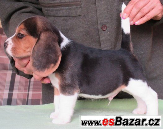 Beagle - bígl s PP – fotografie 3