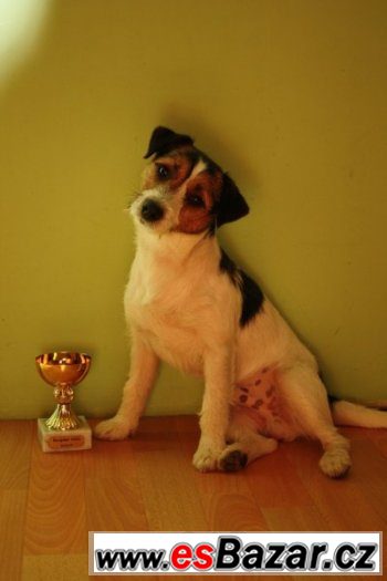 Jack Russell teriér s PP ke krytí – fotografie 1